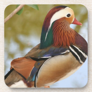 Mandarin Duck Drankjes Onderzetter