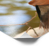 Mandarin Duck Foto Afdruk (Hoek)