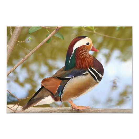 Mandarin Duck Foto Afdruk (Voorkant)