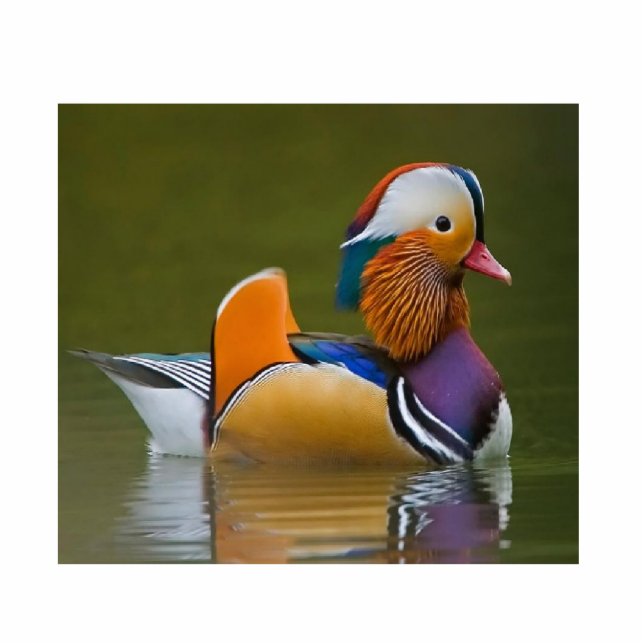 Mandarin Duck Fotobeeldje Sleutelhanger (Voorkant)