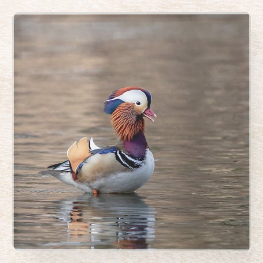 Mandarin Duck Glazen Onderzetter (Voorkant)