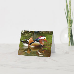 Mandarin Duck Kaart