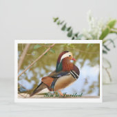 Mandarin Duck Kaart (Staand voorkant)