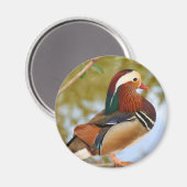 Mandarin Duck Magneet (Voorkant / Achterkant)