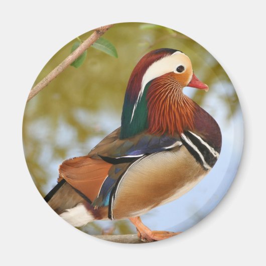 Mandarin Duck Magneet (Voorkant)