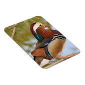 Mandarin Duck Magneet (Rechterzijde)
