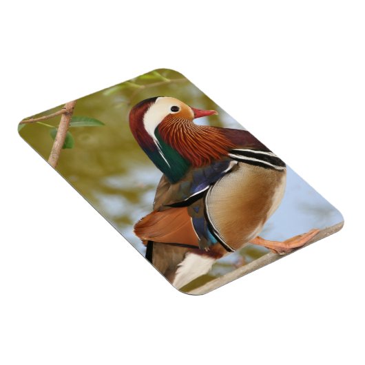 Mandarin Duck Magneet (Rechterzijde)