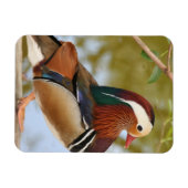 Mandarin Duck Magneet (Horizontaal)