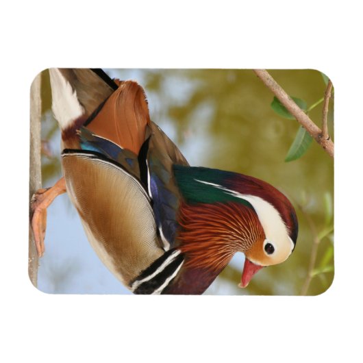 Mandarin Duck Magneet (Horizontaal)