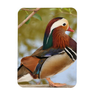 Mandarin Duck Magneet