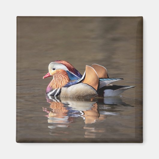 Mandarin Duck Magneet (Voorkant)