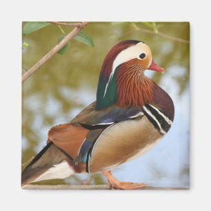 Mandarin Duck Magneet