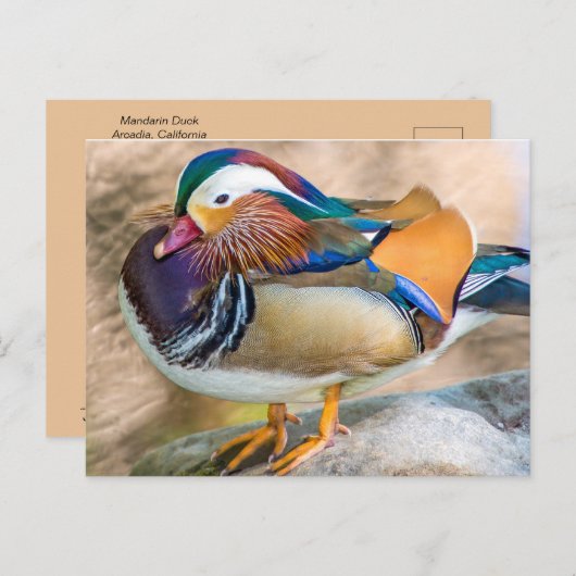 Mandarin Duck met mooie veren Briefkaart (Voorkant / Achterkant)