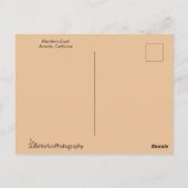 Mandarin Duck met mooie veren Briefkaart (Achterkant)