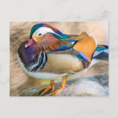 Mandarin Duck met mooie veren Briefkaart (Voorkant)