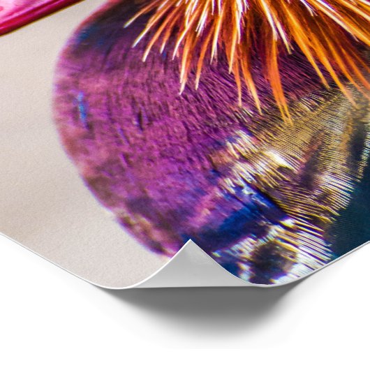 Mandarin Duck Mooi portret Poster (Hoek)