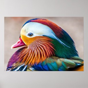 Mandarin Duck Mooi portret Poster