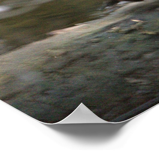 Mandarin Duck Photo Poster (Hoek)