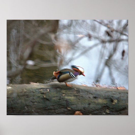 Mandarin Duck Photo Poster (Voorkant)