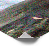 Mandarin Duck Photo Poster (Hoek)