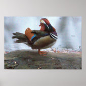 Mandarin Duck Photo Poster (Voorkant)