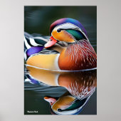 Mandarin Duck Poster (Voorkant)