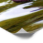 Mandarin Duck Poster (Hoek)