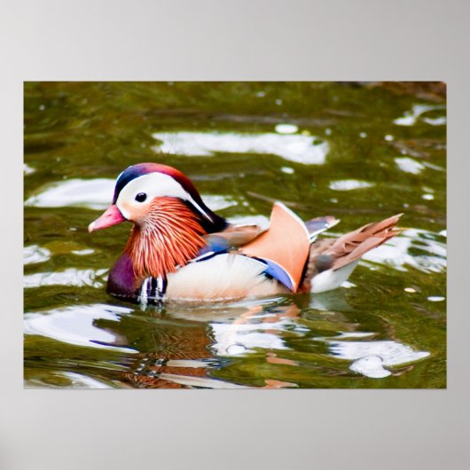 Mandarin Duck Poster (Voorkant)