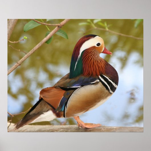 Mandarin Duck Poster (Voorkant)