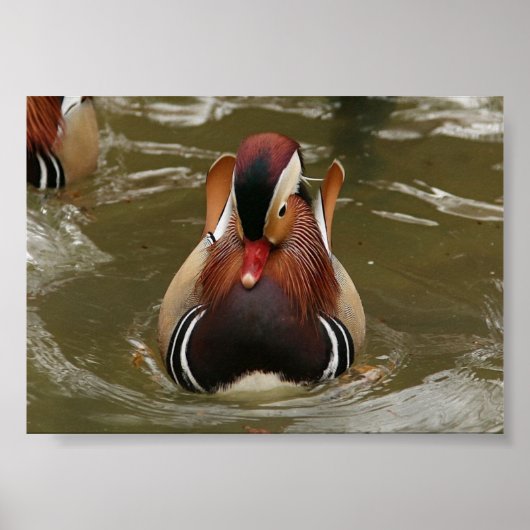 Mandarin Duck Poster (Voorkant)