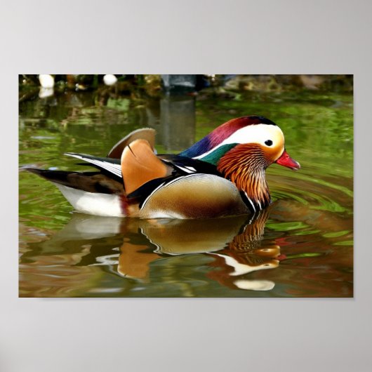 Mandarin Duck Poster (Voorkant)