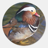 Mandarin Duck Ronde Sticker (Voorkant)