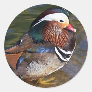 Mandarin Duck Ronde Sticker