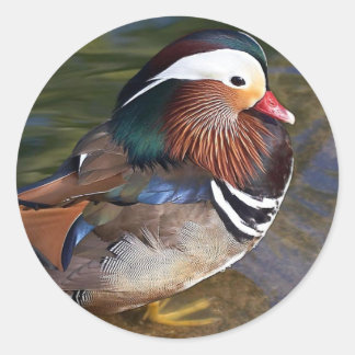 Mandarin Duck Ronde Sticker