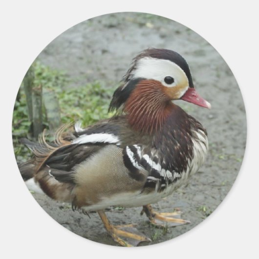 Mandarin Duck Ronde Sticker (Voorkant)