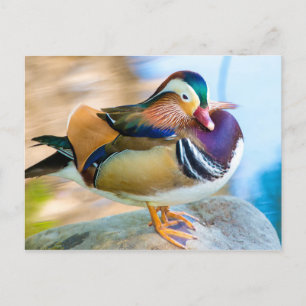 Mandarin Duck, vast door water Briefkaart