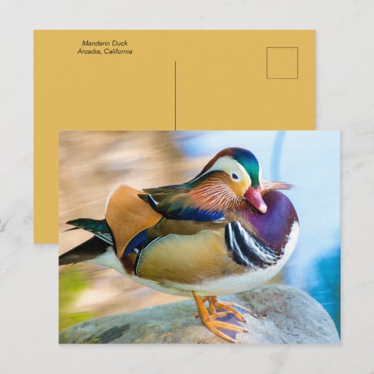 Mandarin Duck, vast door water Briefkaart (Voorkant / Achterkant)