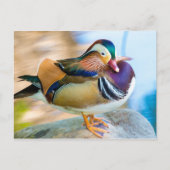 Mandarin Duck, vast door water Briefkaart (Voorkant)