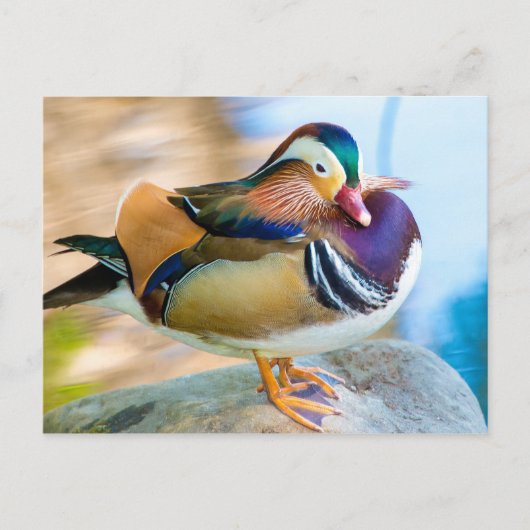 Mandarin Duck, vast door water Briefkaart (Voorkant)