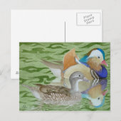 Mandarin Ducks op een meer Briefkaart (Voorkant / Achterkant)