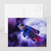 Mandarin Goby Fish Briefkaart (Voorkant / Achterkant)