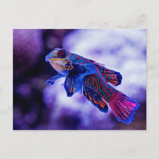 Mandarin Goby Fish Briefkaart (Voorkant)