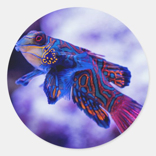 Mandarin Goby Fish Ronde Sticker (Voorkant)