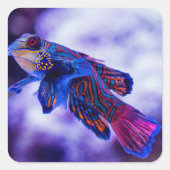 Mandarin Goby Fish Vierkante Sticker (Voorkant)