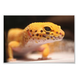 Mandarin Leopard Gecko Foto Foto Afdruk