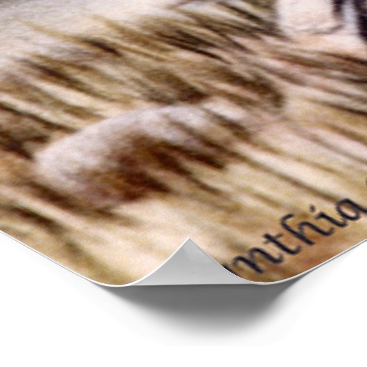 Mandarin Pair Poster (Hoek)