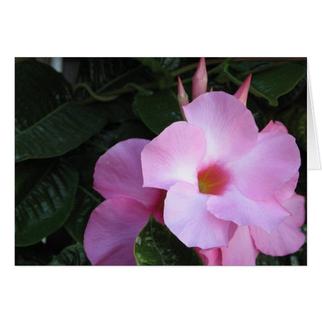 Mandevilla  (Voorkant Horizontaal)