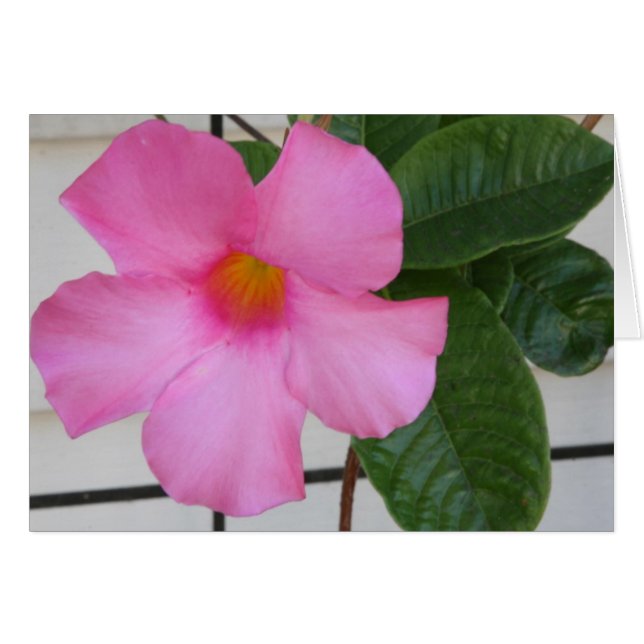 Mandevilla (Voorkant Horizontaal)