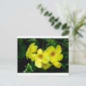 Mandevilla.JPG Briefkaart (Staand voorkant)