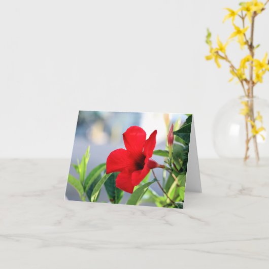 Mandevilla Kaart (Gele Bloem)